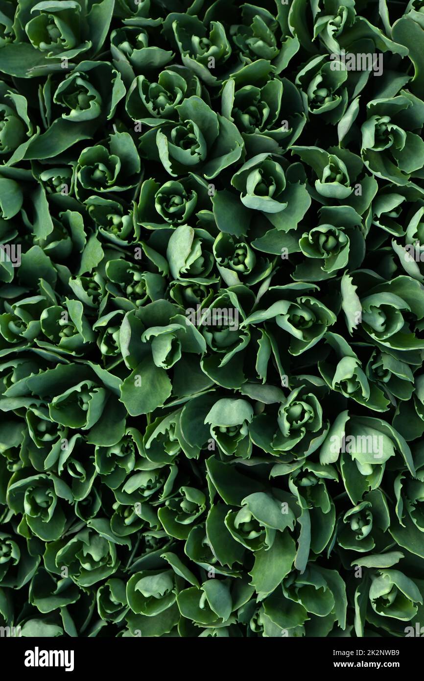 Young sedum leaves in spring. Natural background with sedum leaves. High resolution photo. Selective focus. Stock Photo