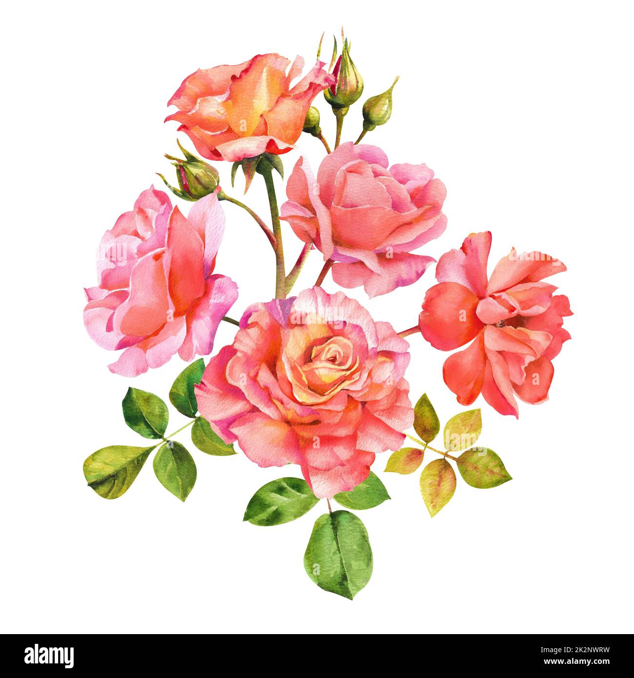 Watercolor roses. Compilation of pink and orange roses with petals and ...
