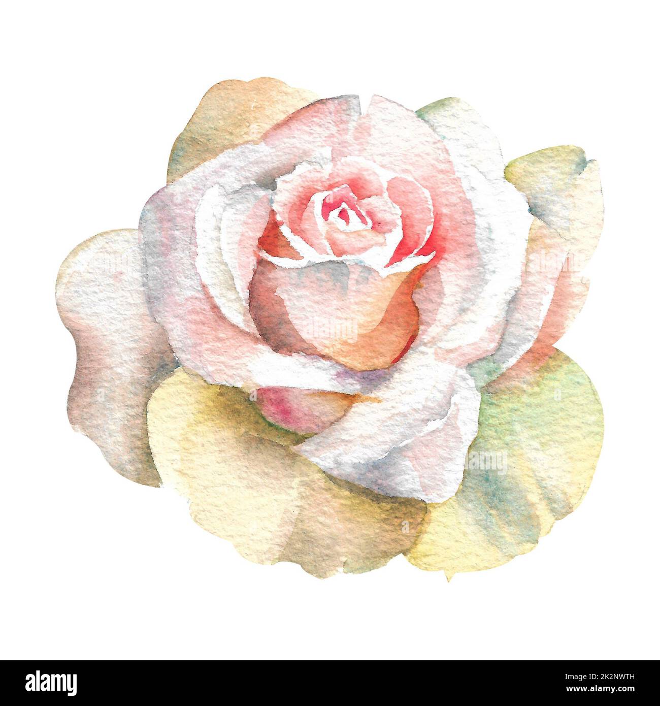 Watercolor roses. Bud of a white open rose on a white background Stock ...