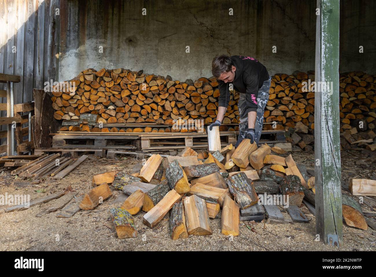 Heating with wood: Building a winter stockpile of firewood Stock Photo