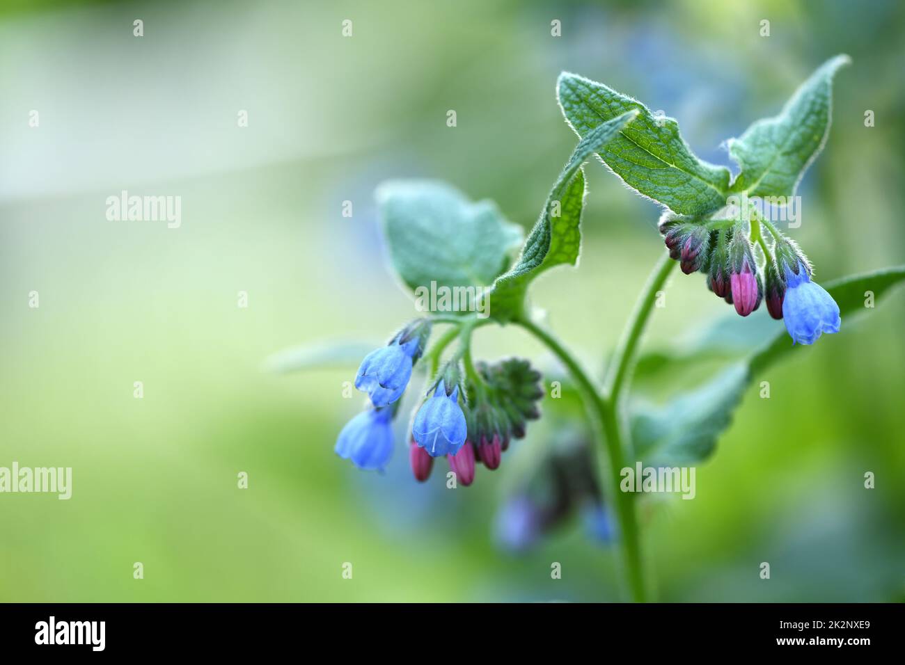Beautiful blue flowers of Symphytum caucasicum, also known as Caucasian comfrey, blooming in spring park .Blue comfrey with beautiful blue flowers on Stock Photo