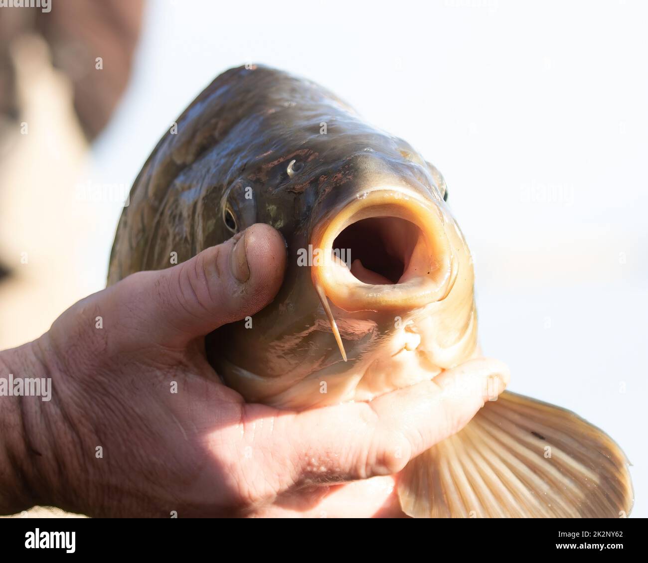 A Cyprinus Carpio fish with opened mouth being held by anonymous angler ...