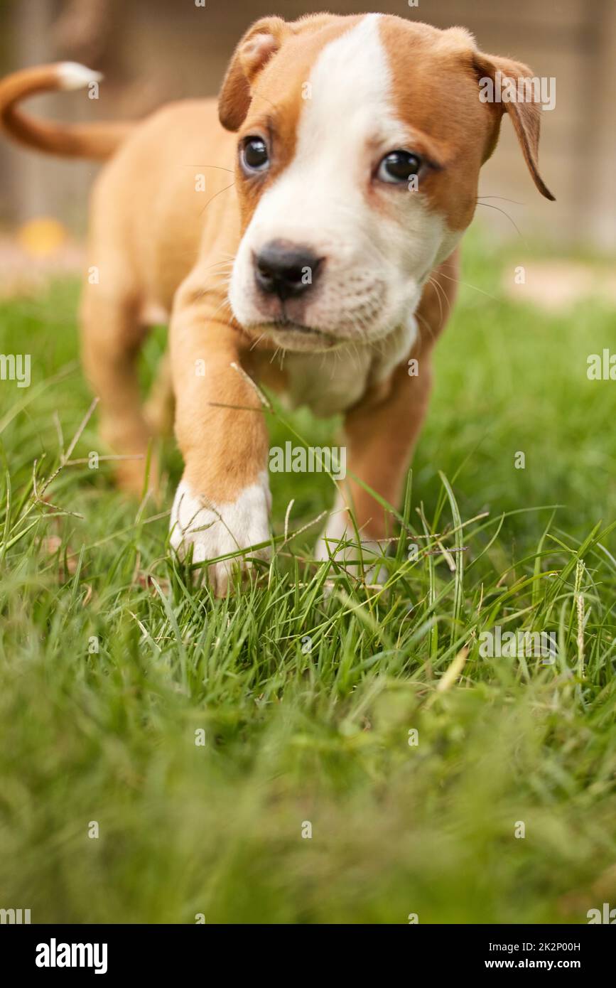 Stop and smell the freshly mowed grass. Shot of puppy frolicking in the grass. Stock Photo