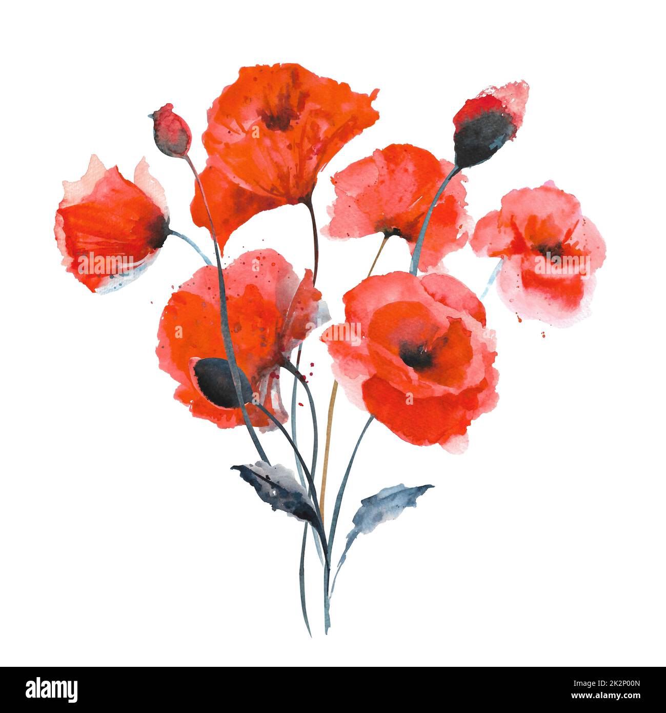 Watercolor red poppies. Composition of red poppies on a white ...
