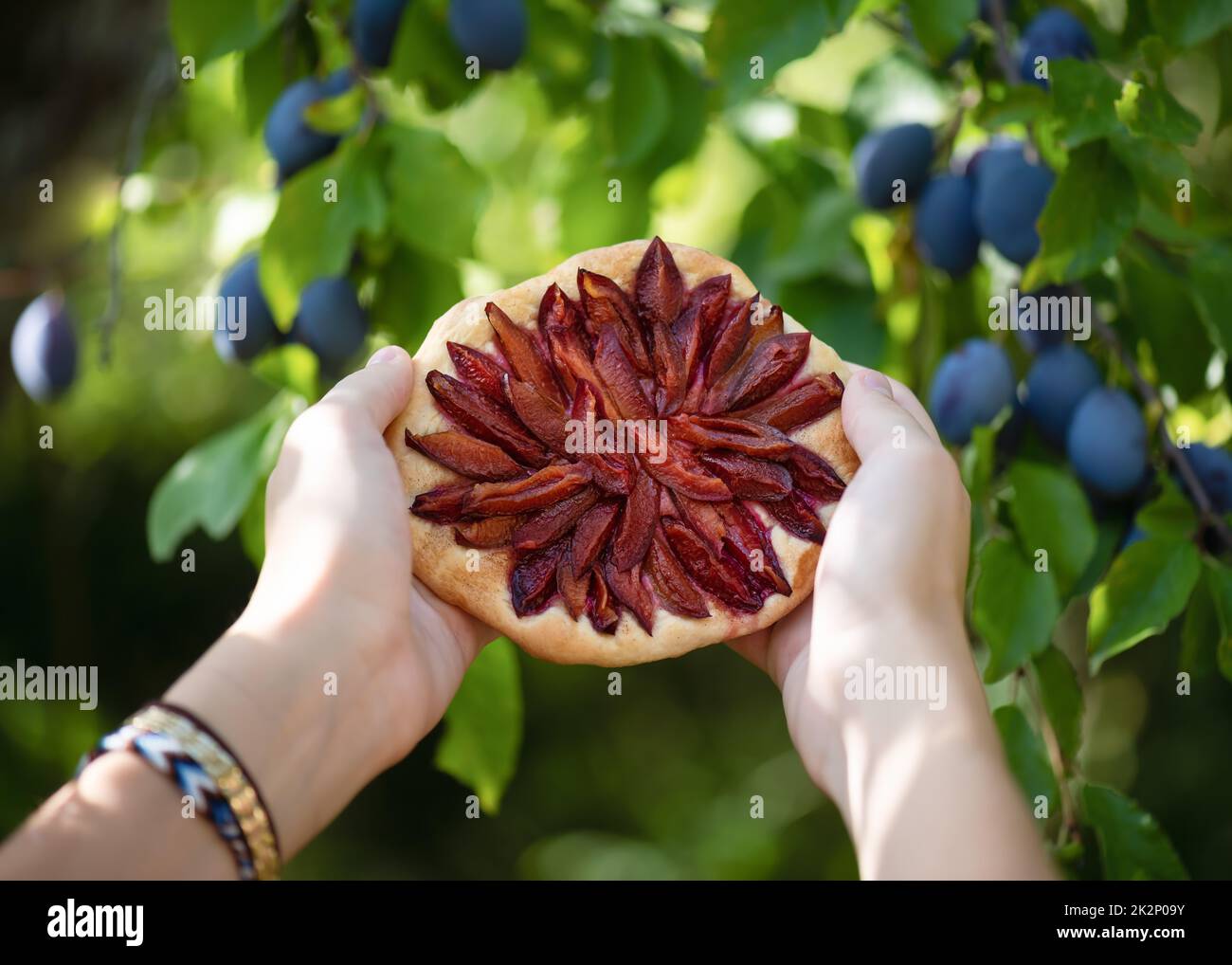 Woman hands holds fresh baked delicious plums pie, galette or tart in