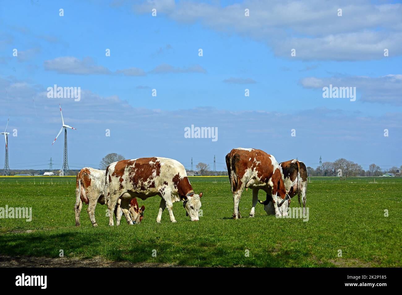 cows in the meadow Stock Photo