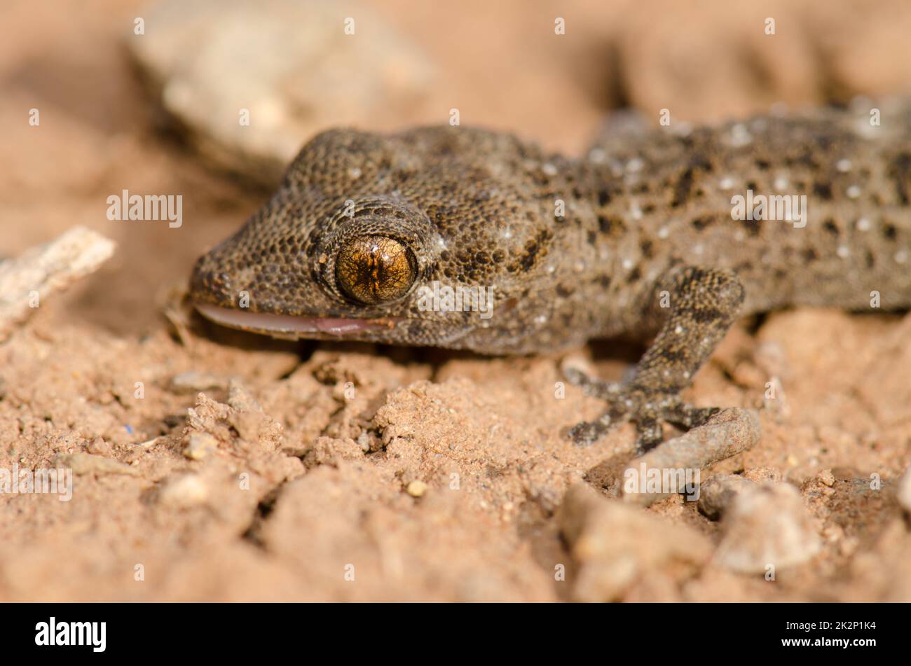 Gomero wall gecko. Stock Photo