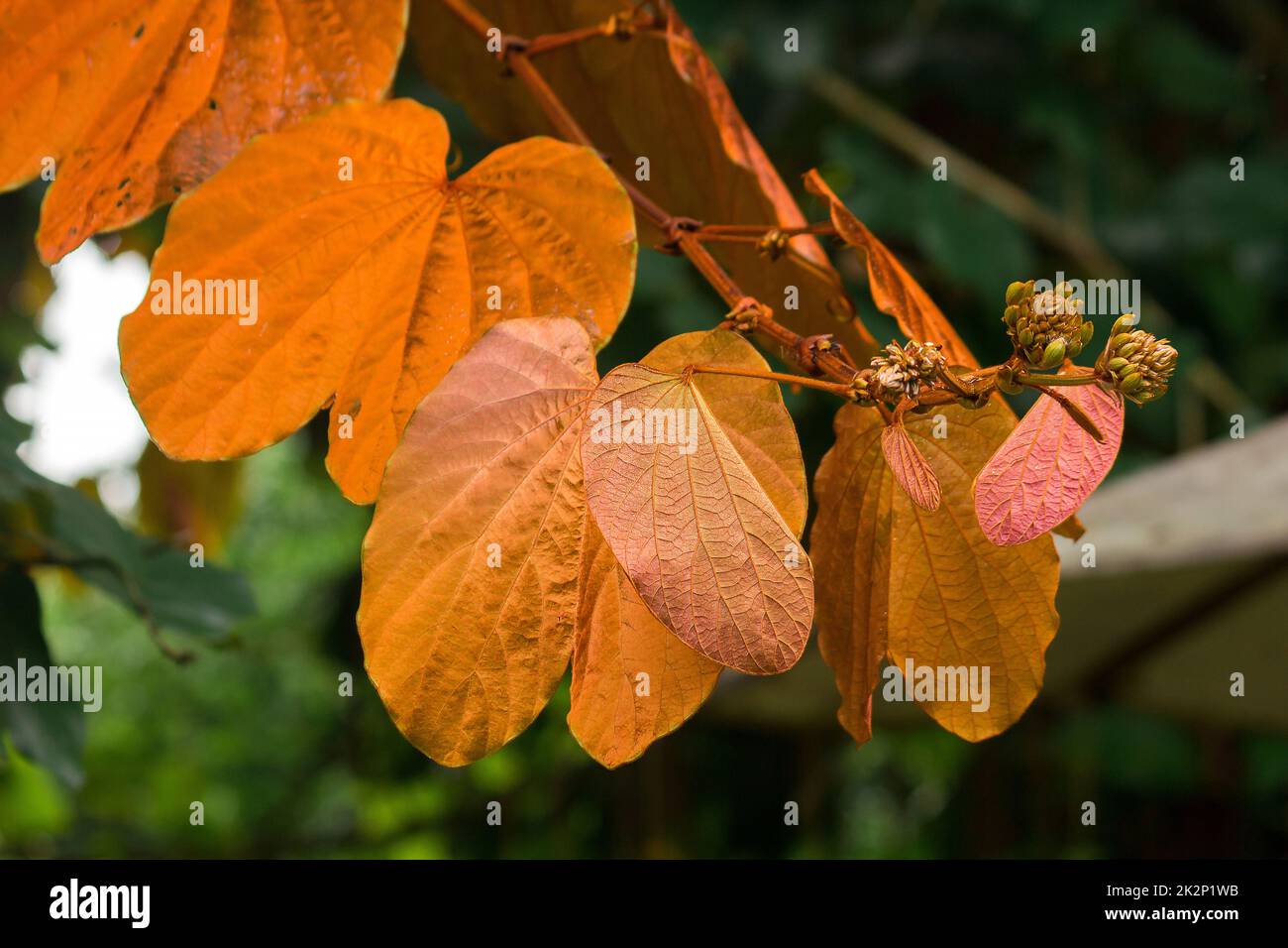Bauhinia aureifolia, golden leaves, is a large vine wood Stock Photo