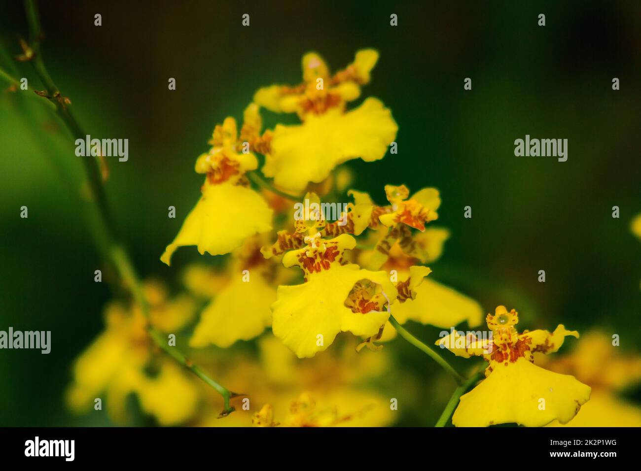 Oncidium orchids are cultivars that are easy to care for. Stock Photo