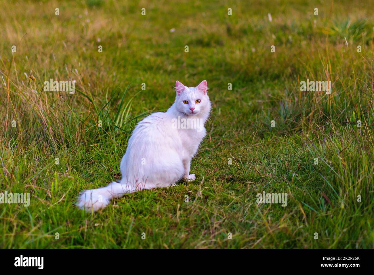 White Cat Standing at Grass Stock Photo