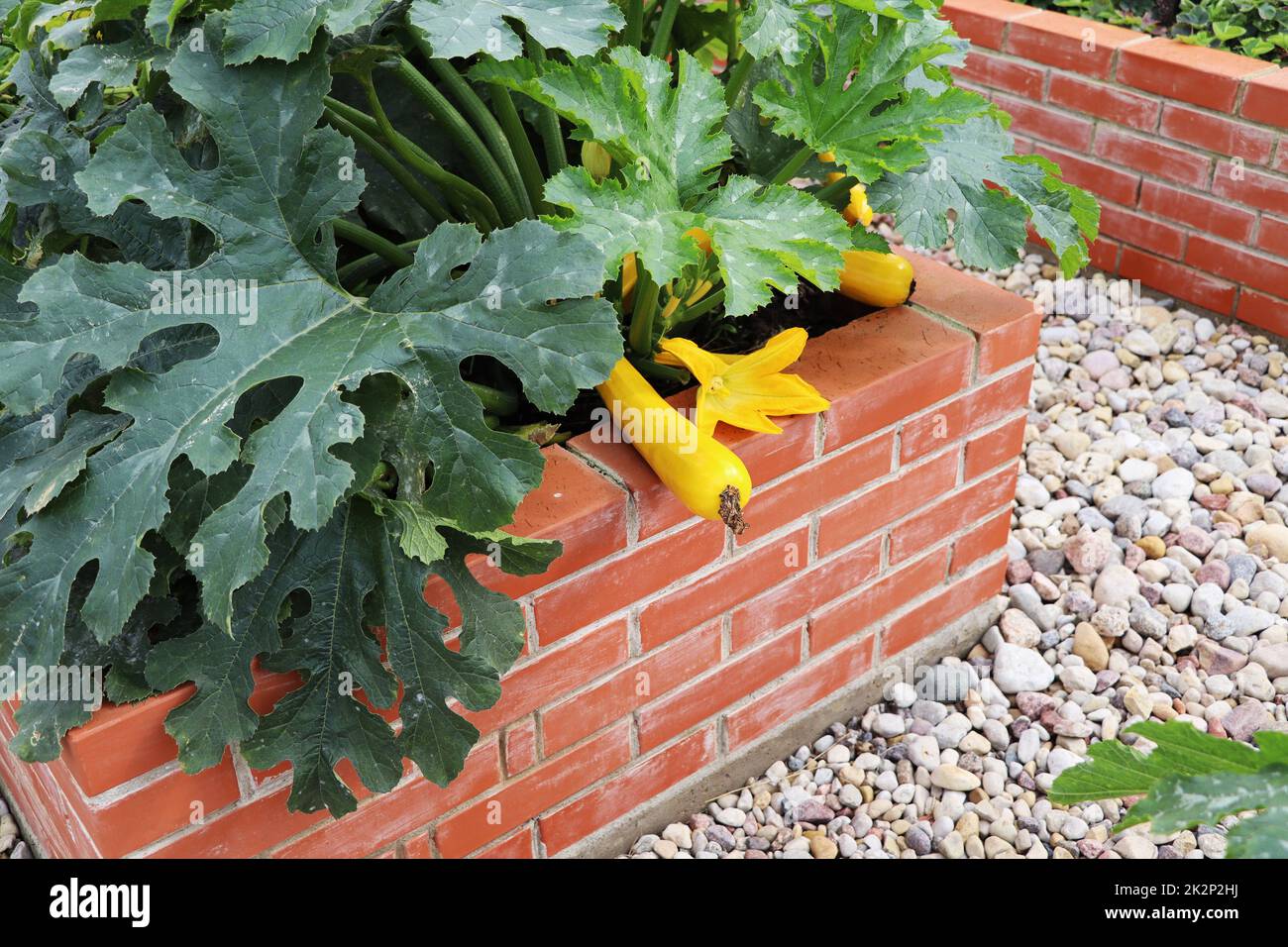 A modern vegetable garden with raised briks beds . .Raised beds gardening in an urban garden growing plants, herbs, spices, berries and vegetables, zucchini harvest Stock Photo