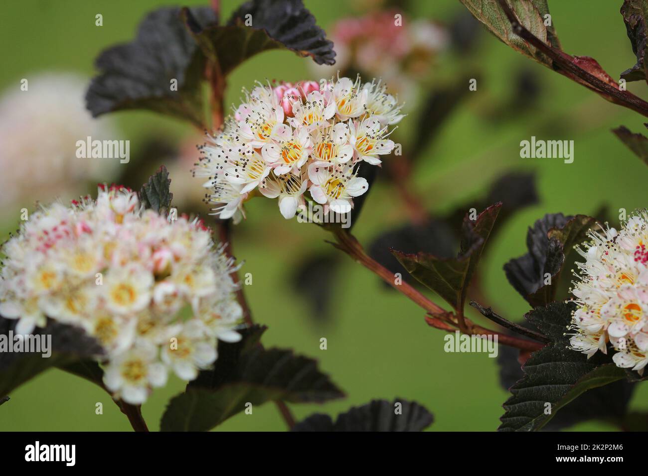 Blooming cultivar common ninebark (Physocarpus opulifolius 'Summer Wine') in the summer garden Stock Photo