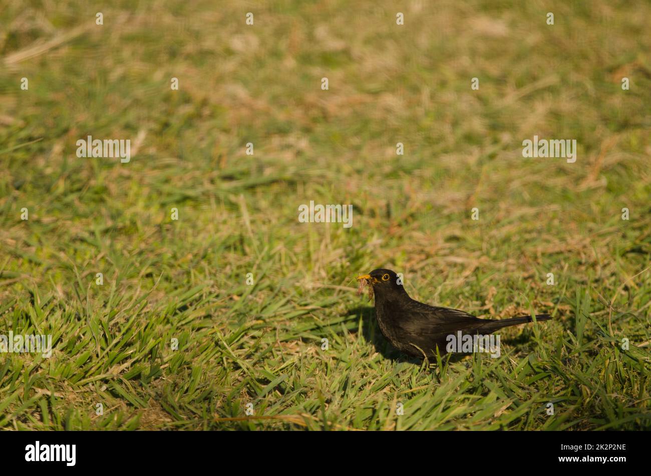 Common blackbird with food for its chicks Stock Photo Alamy
