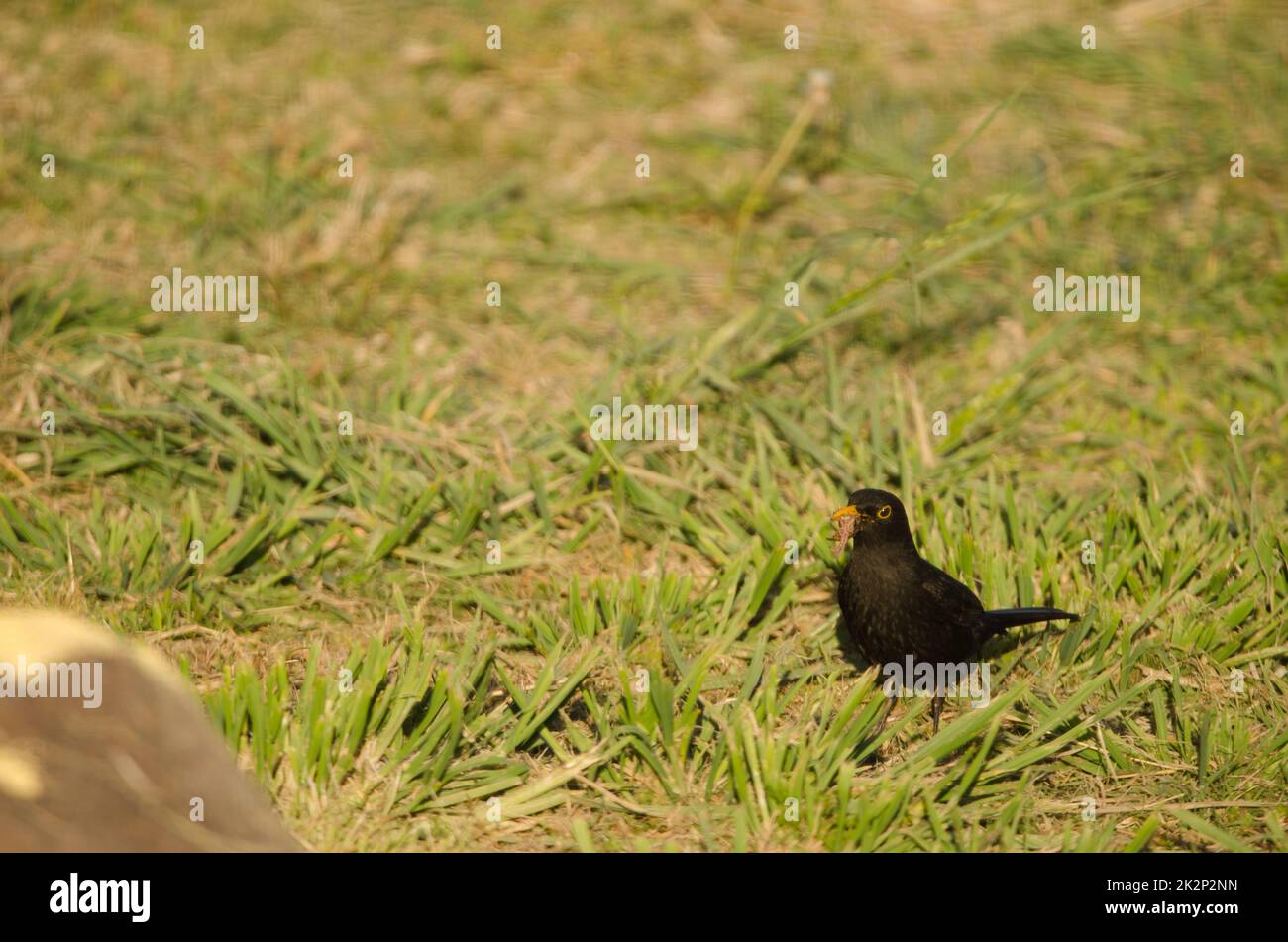 Common blackbird with food for its chicks Stock Photo Alamy