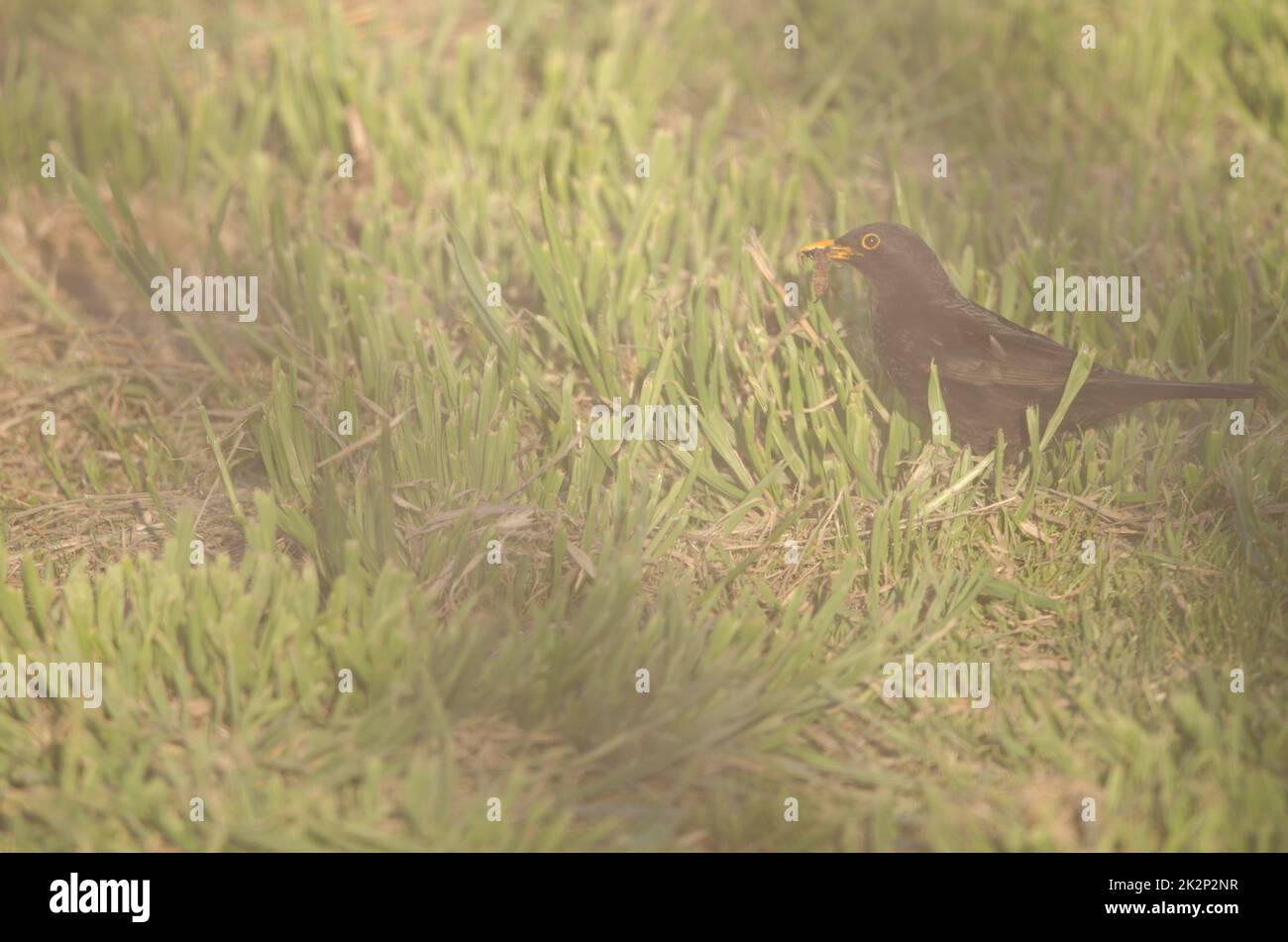 Common blackbird with food for its chicks Stock Photo Alamy
