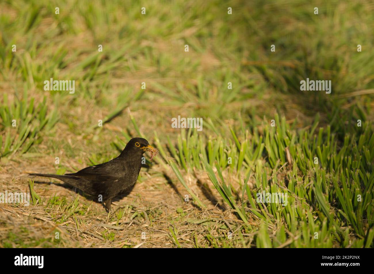 Common blackbird with food for its chicks Stock Photo Alamy