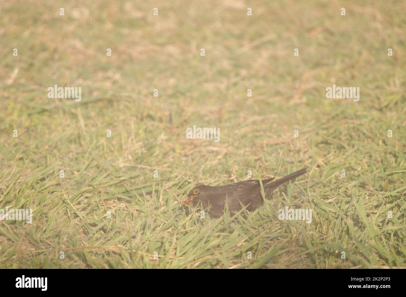 Common blackbird with food for its chicks Stock Photo Alamy