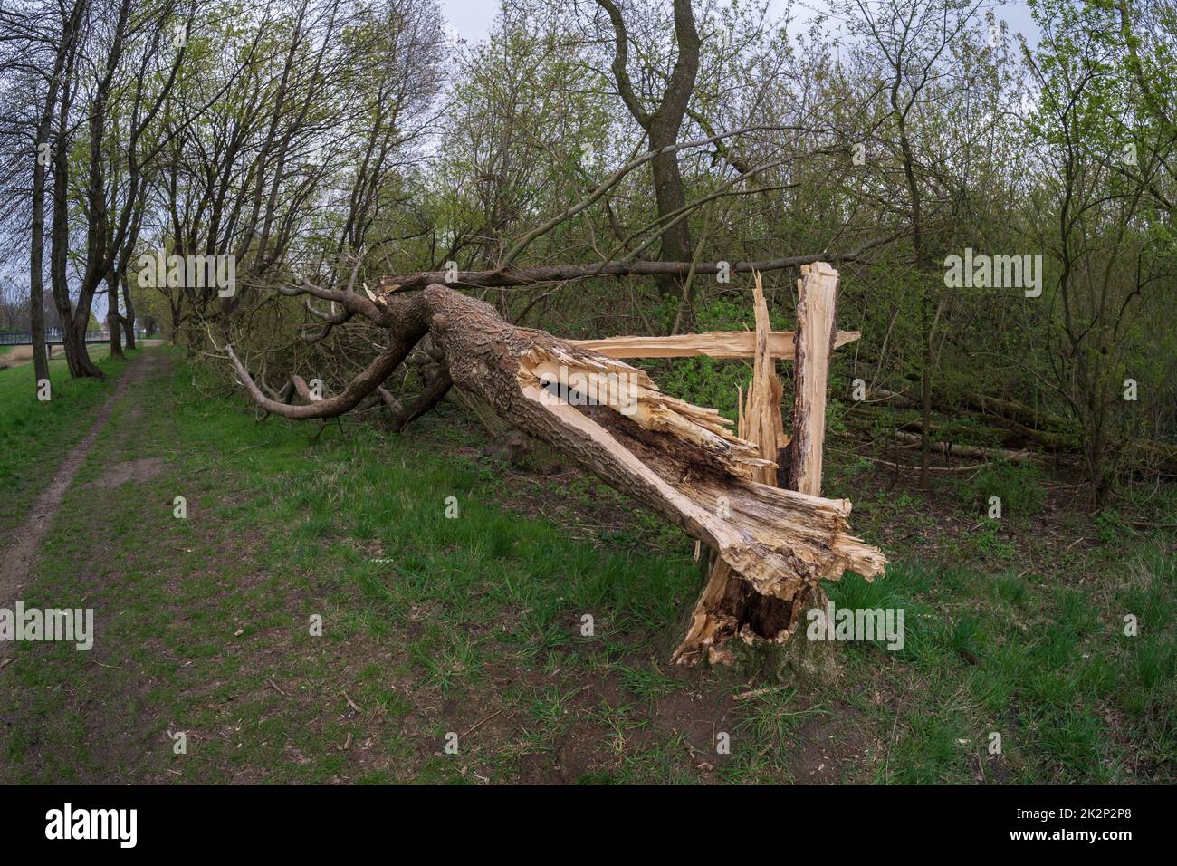 Tree felled by strong winds. Stock Photo