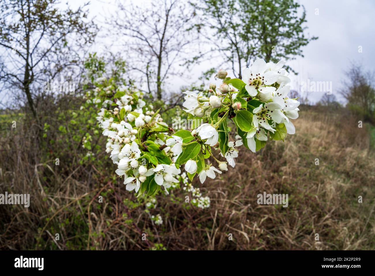 The time of apple blossom. Flowers close-up with raindrops. Stock Photo