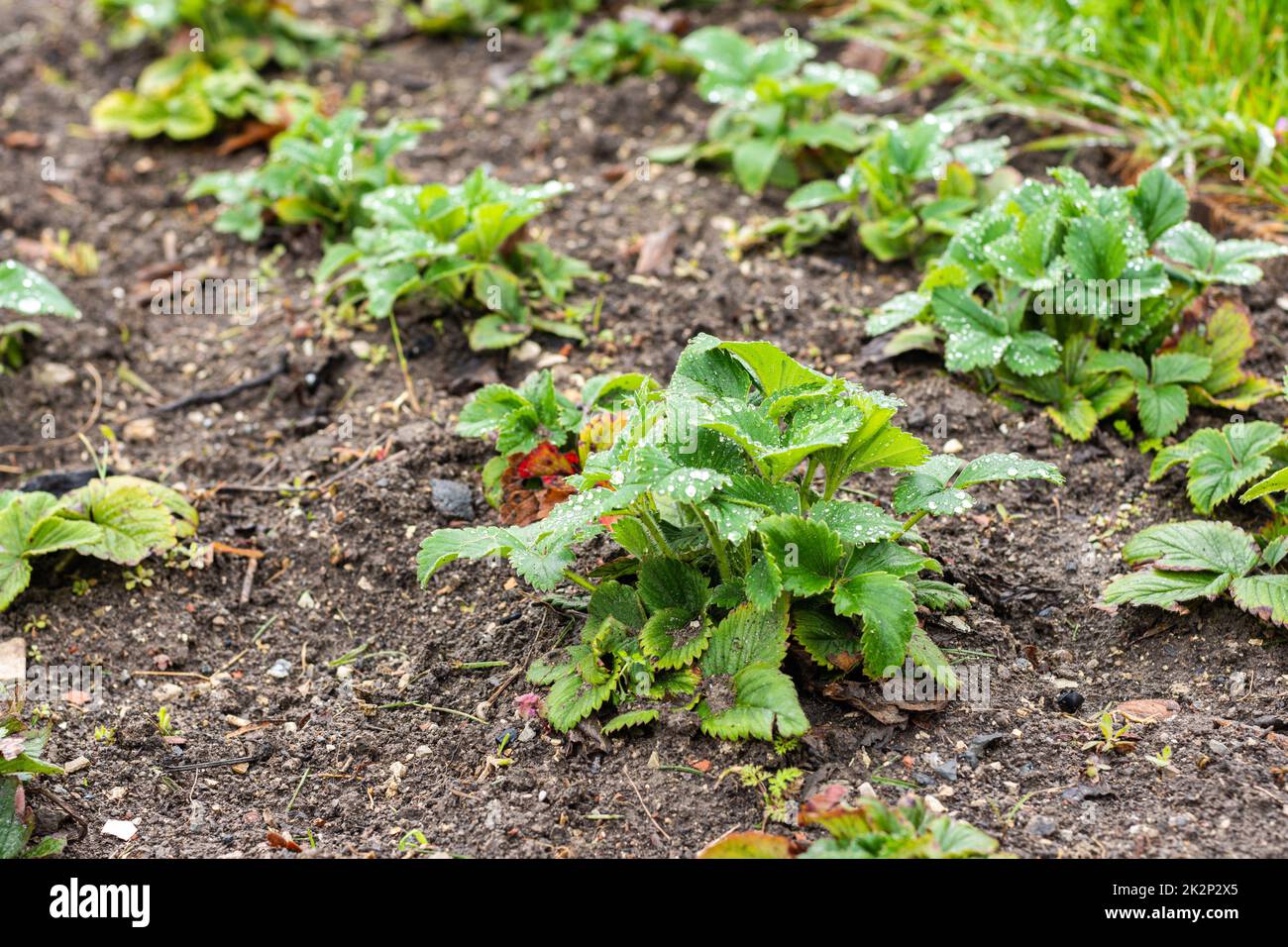 A bed of strawberries in early spring, after the snow has melted Stock Photo