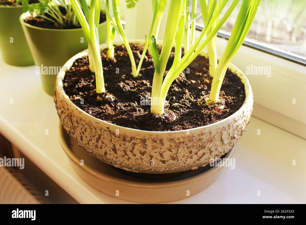 Young plants of onion and herbs growing in pots on windowsill Stock Photo
