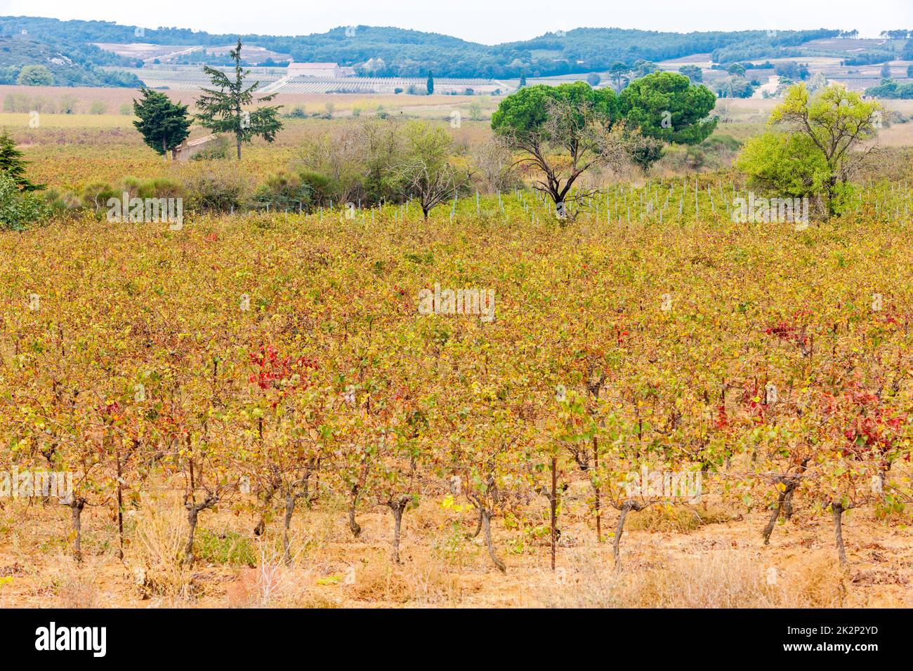 autumn vineyards in Provence, France Stock Photo