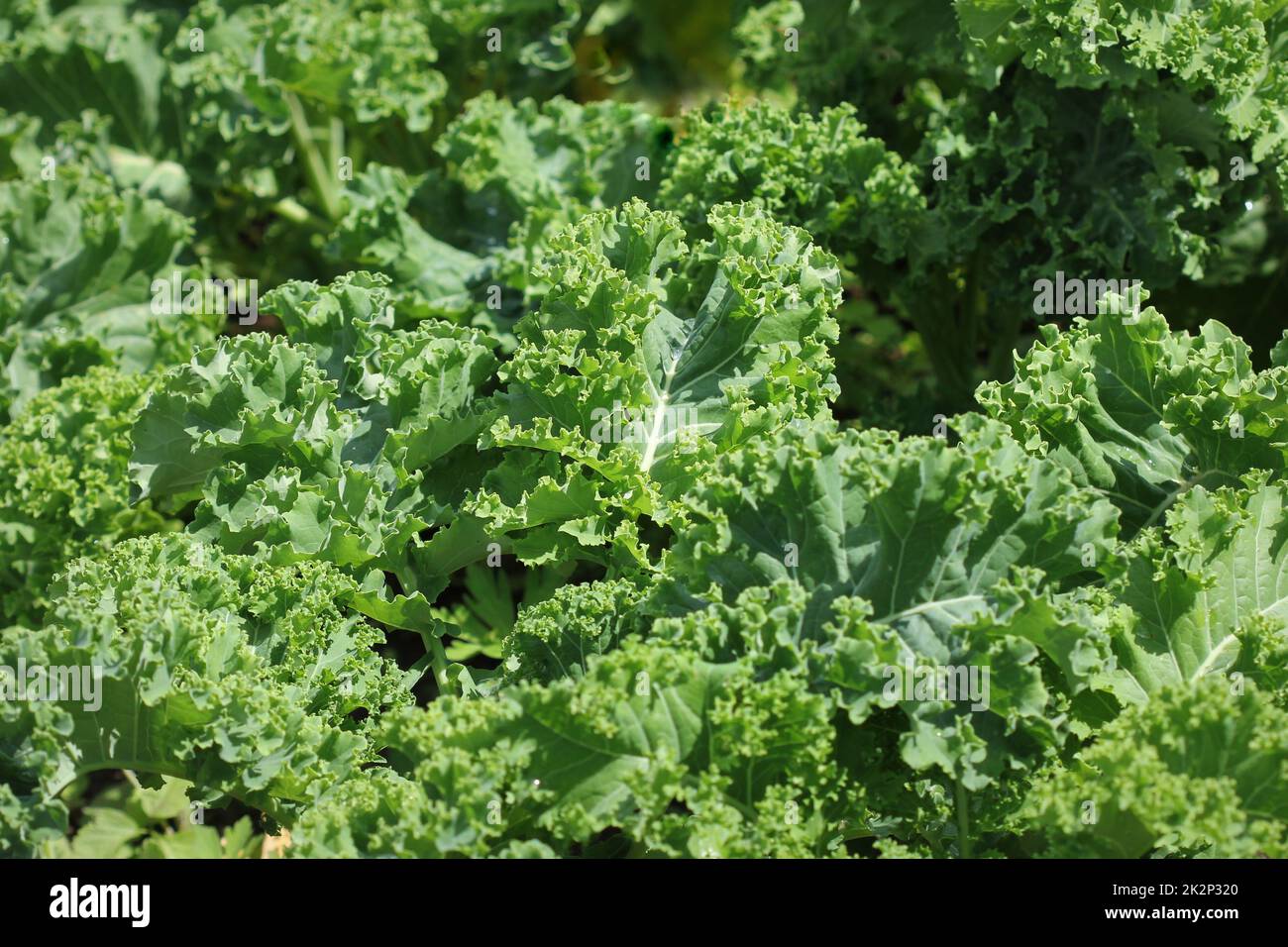 Young kale growing in the vegetable garden Stock Photo