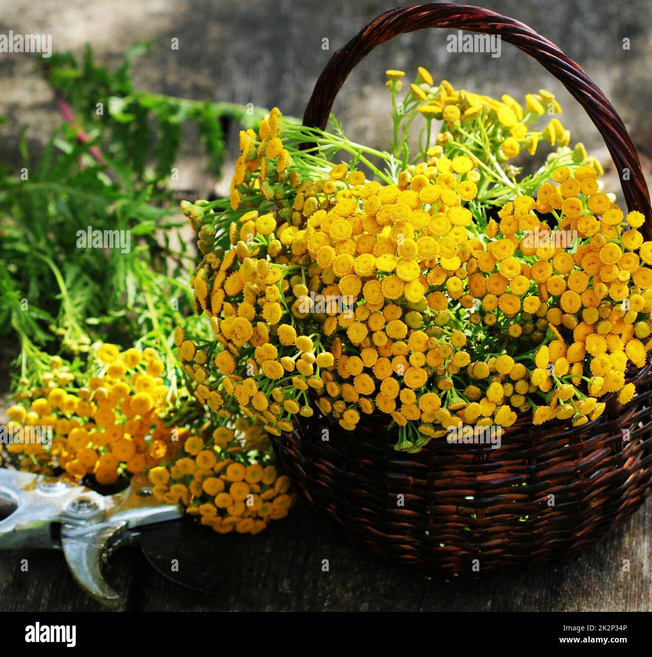 Basket of Gerberas with Leucanthemum and Tanacetum Basket of Gerberas with Leucanthemum and Tanacetum