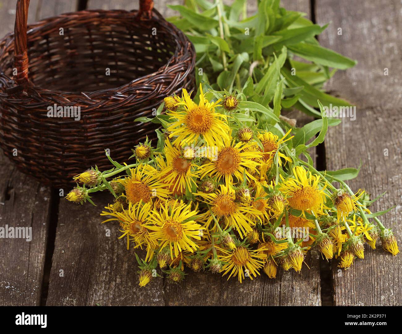 Inula helenium or horse-heal or elfdock yellow flowers with green on wooden background. Medical plant contains a lot of essential oils, saponins, inulin, vitamin E and other substances Stock Photo