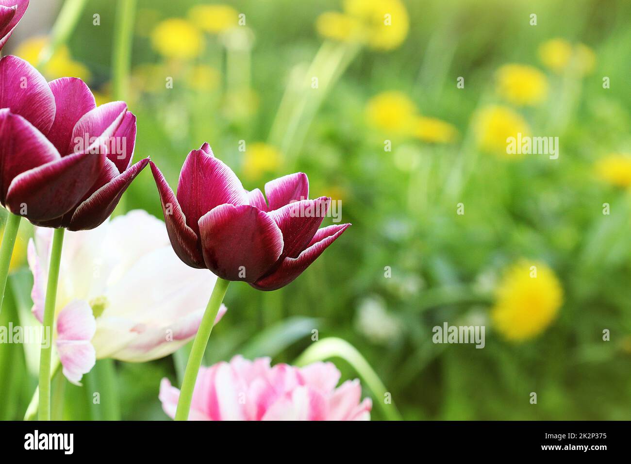 Spring Tulip Image Spring background with tulip growing in garden Stock Photo - Alamy