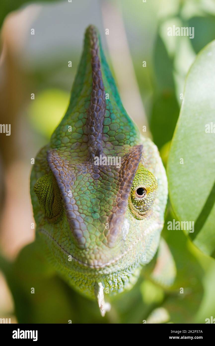 Chameleon looking with one eye ahead Stock Photo - Alamy