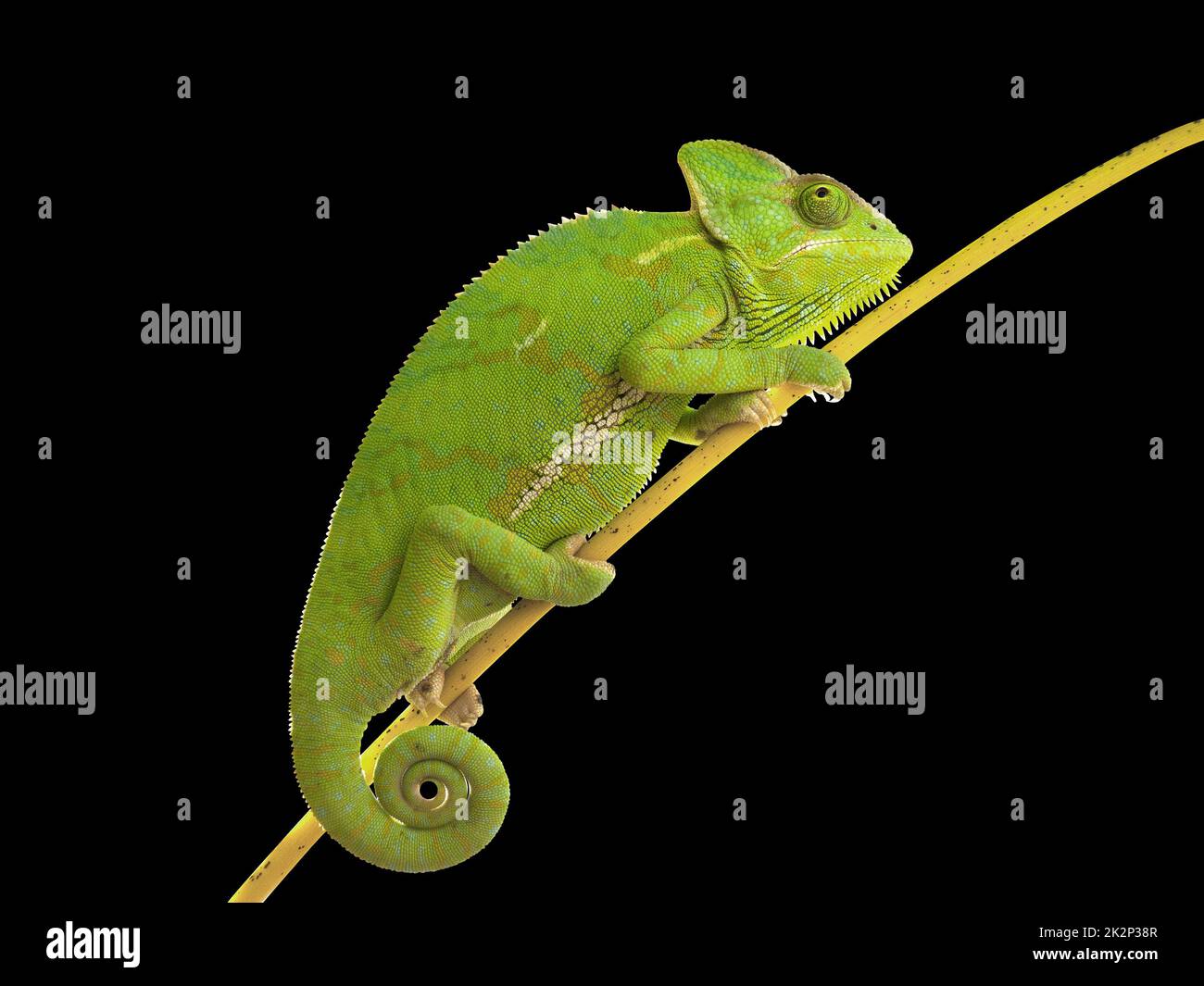 Chameleon climbing on branch on isolated black background Stock Photo ...