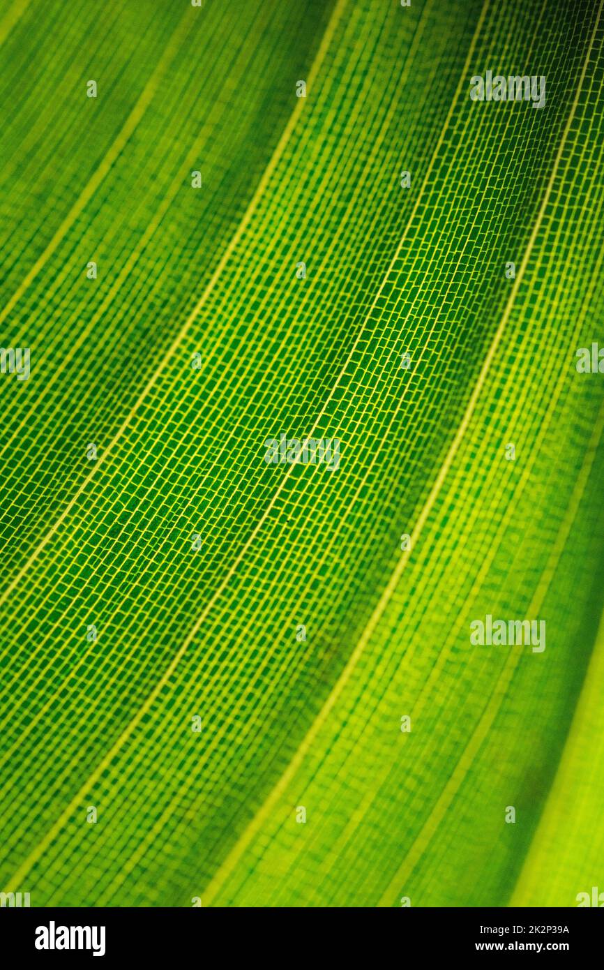a green leaf in closeup Stock Photo