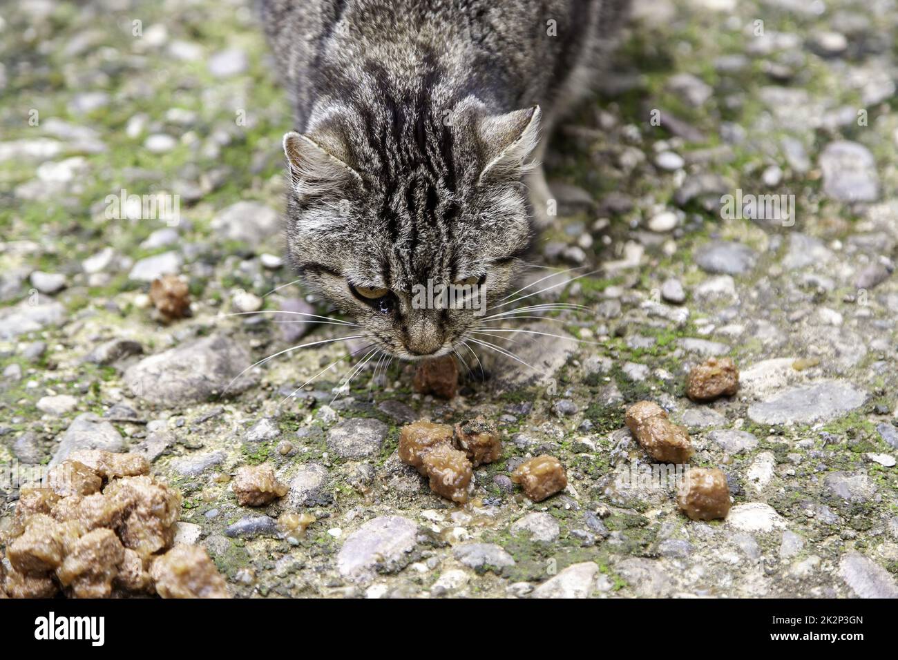Cats eating in the street Stock Photo Alamy