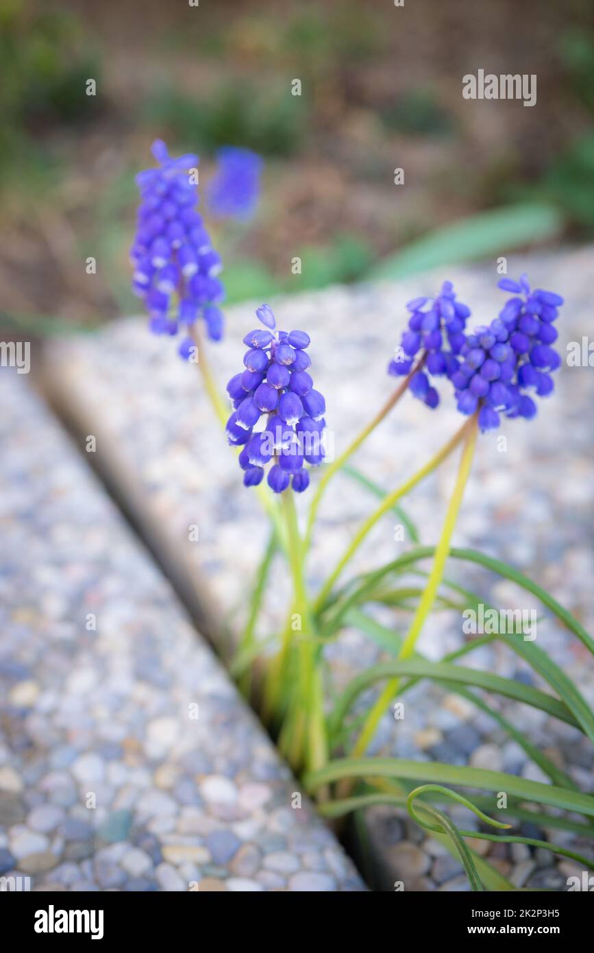 Blue hyazinth growing on the gap of stone plates in the garden Stock