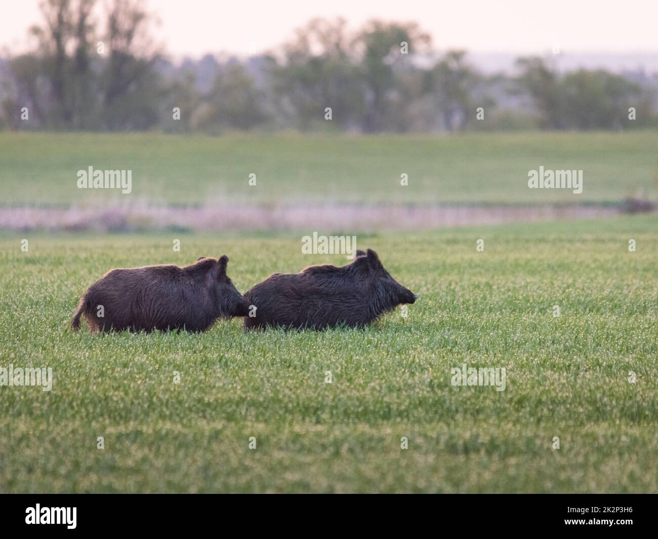 Wild boars feeding on green grain field in summer. Wild pig hiding in agricultural country copy space. Vertebrate grazing in summertime with blurred background. Stock Photo