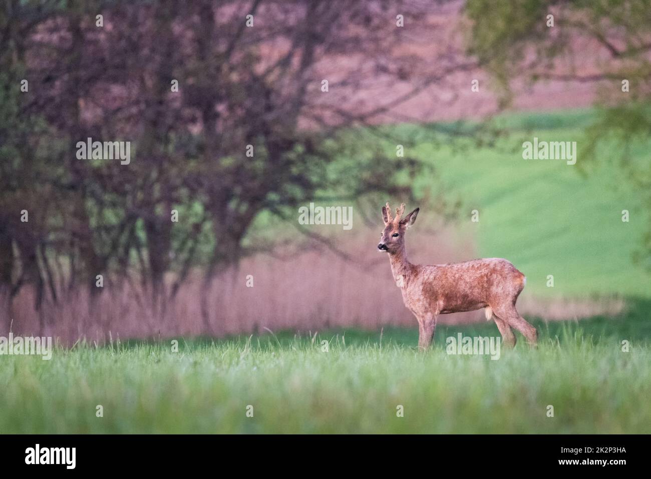 Roe doe deer young spring hi-res stock photography and images - Alamy