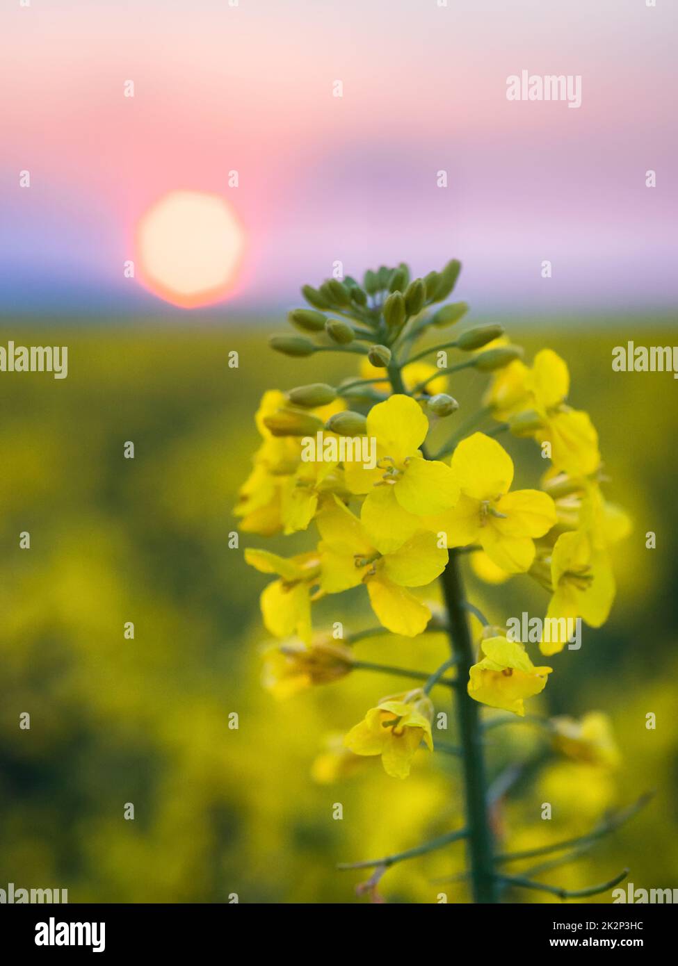 Flower of a rapeseed ( Brassica napus ) at sunset. Agricultural plant used in the production of biofuel. Stock Photo
