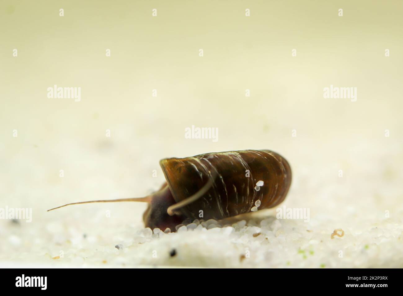 A post horn snail in the aquarium. Its shell is shaped like a post horn. Stock Photo