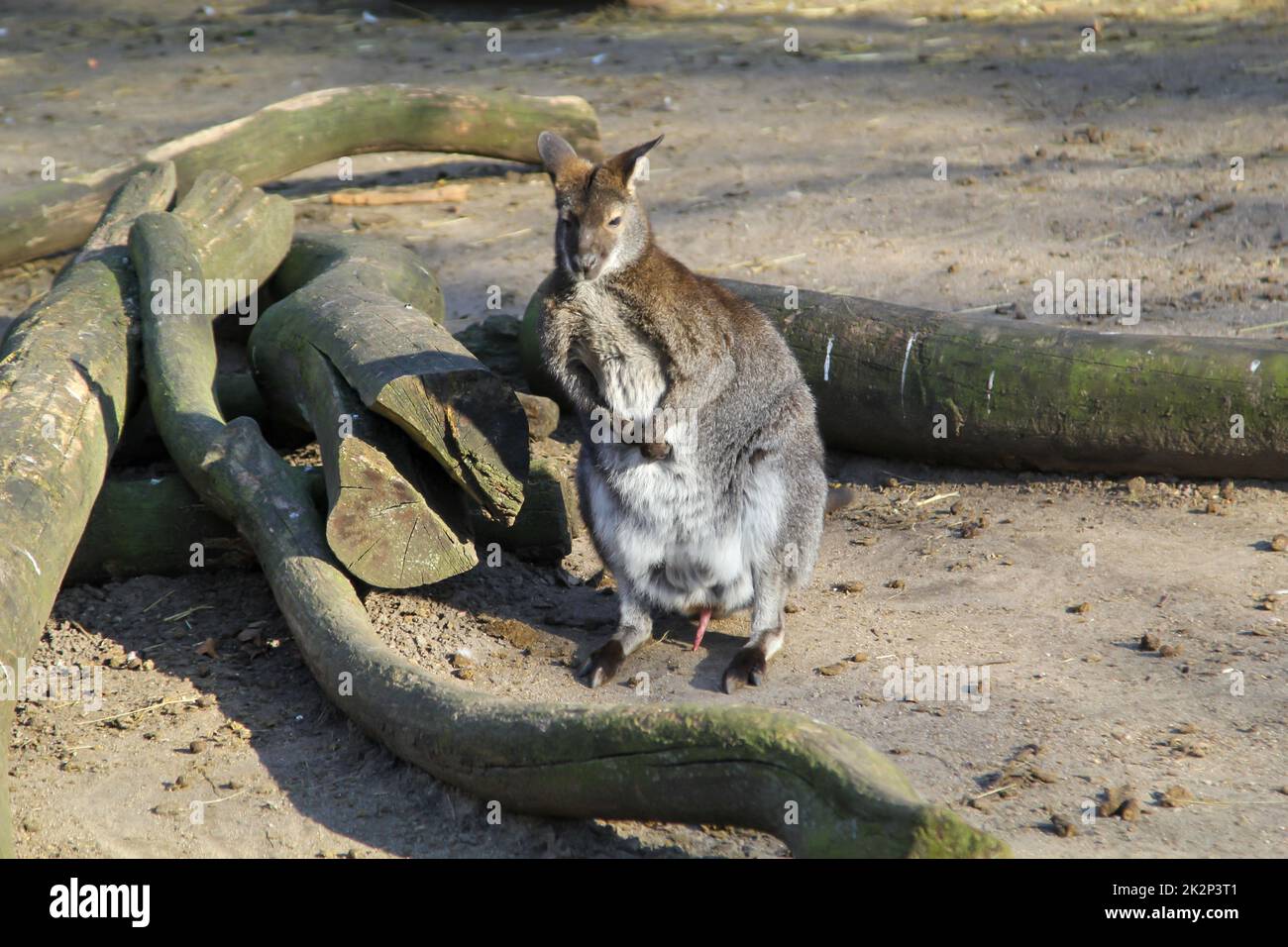 Shot of a kangaruu in front of tree stumps. Stock Photo