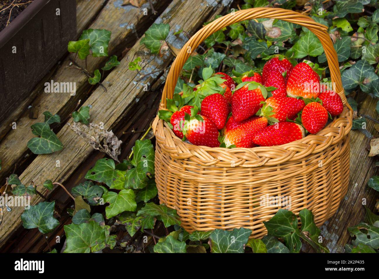 Fresh strawberries in a basket in the garden Stock Photo - Alamy