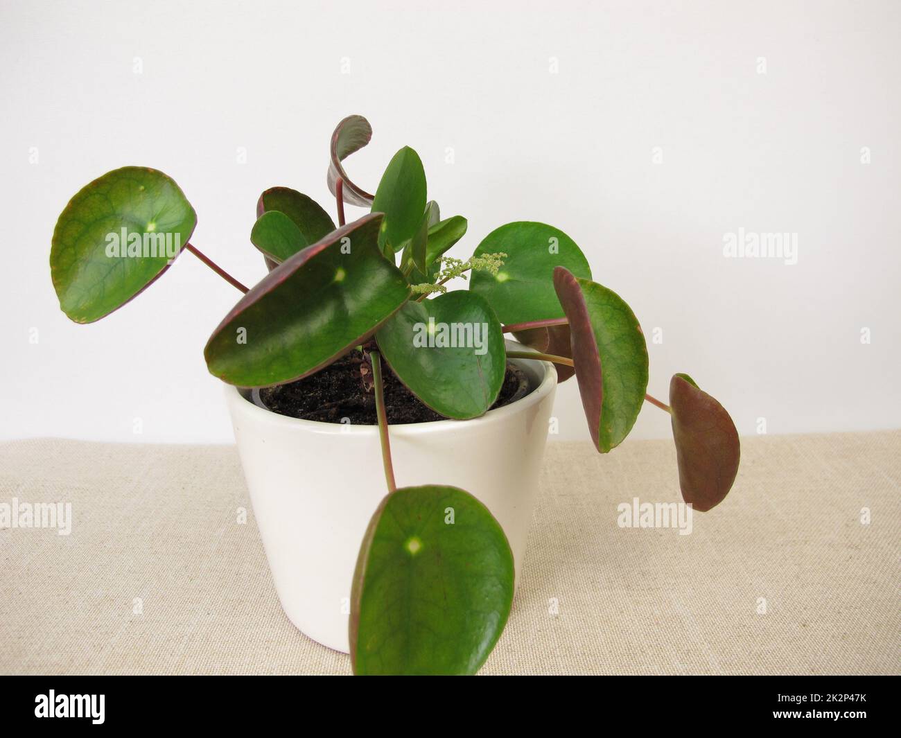Flowering Pancake plant with flower, Pilea peperomioides Stock Photo