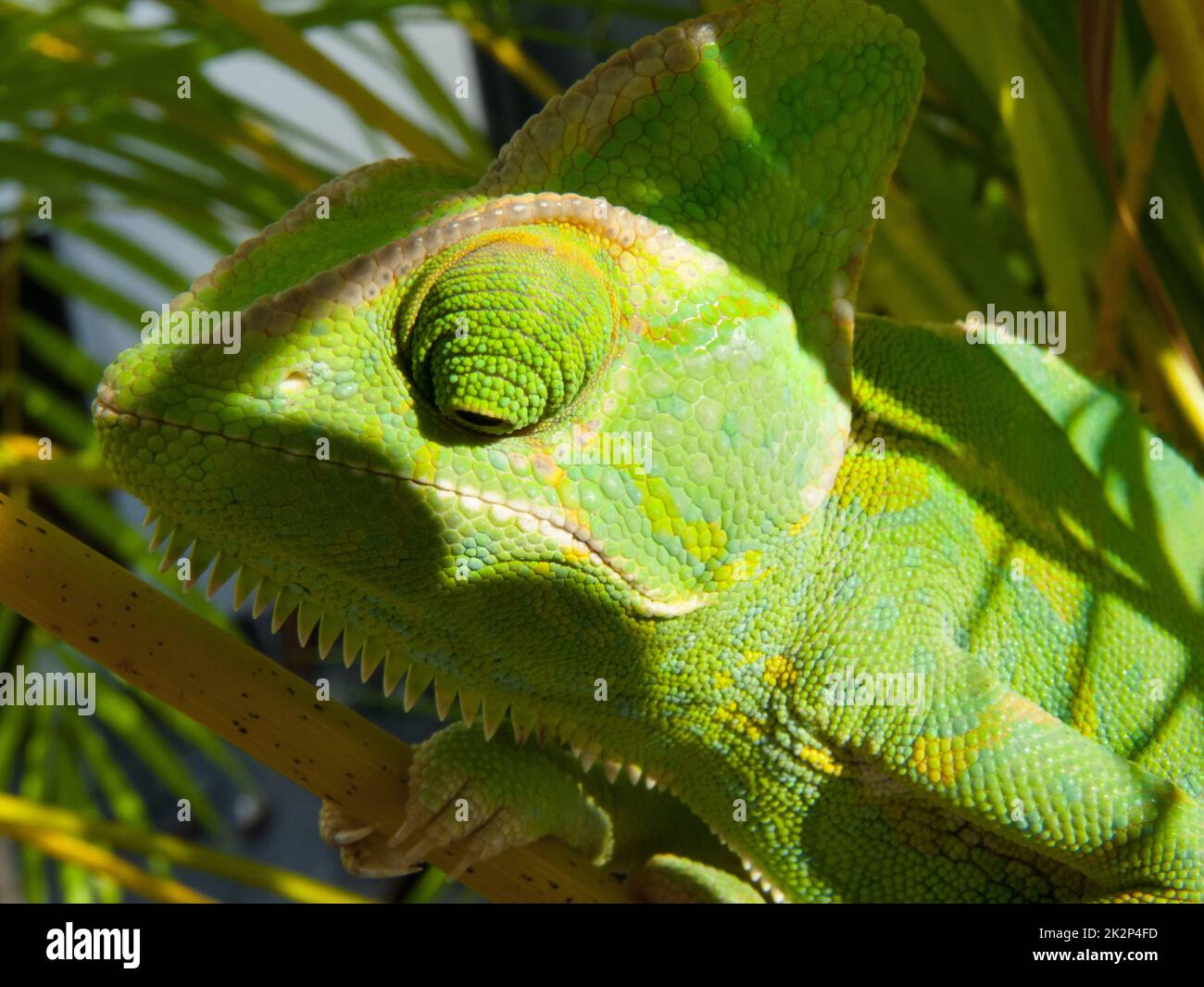 Chameleon head. Sitting in Bamboo. Stock Photo
