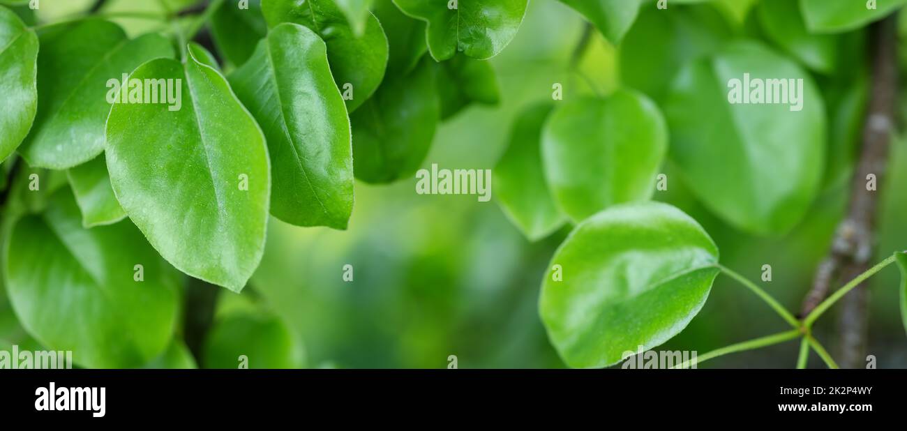 Panoramic close-up background with fresh young foliage of the pear tree. Stock Photo