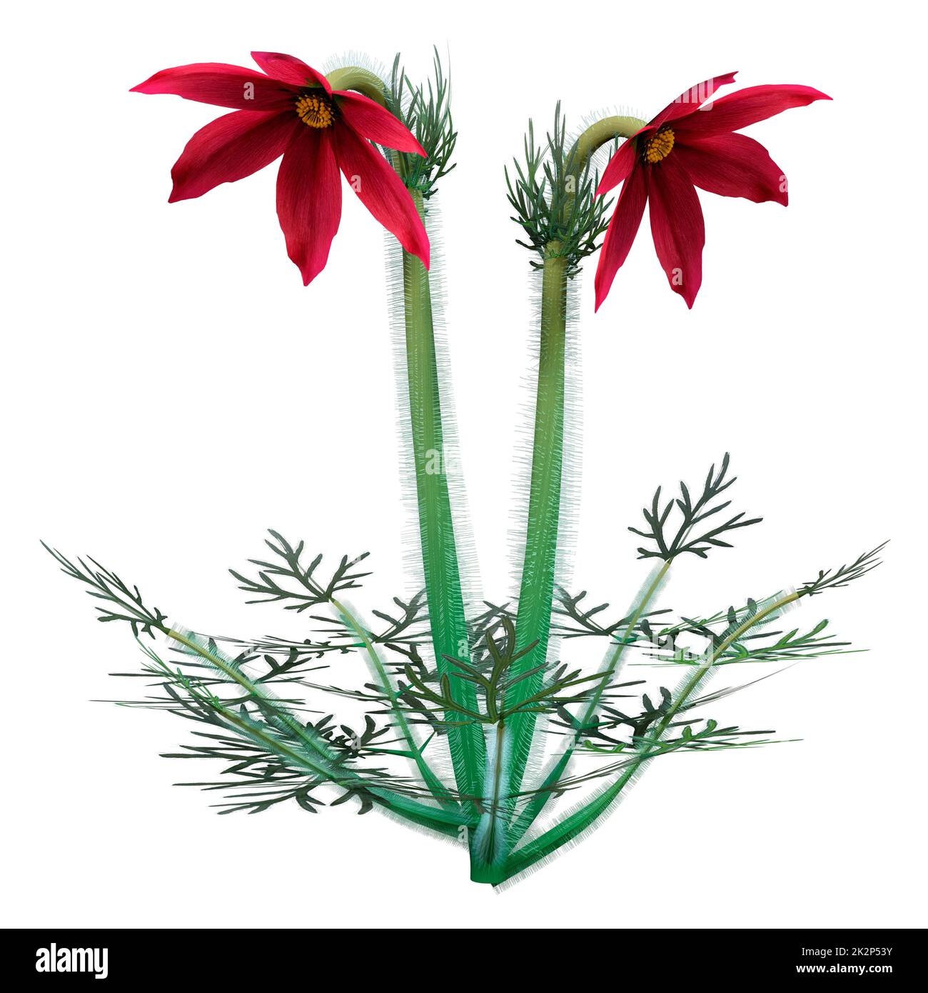 3D Rendering Pulsatilla Flowers on White Stock Photo