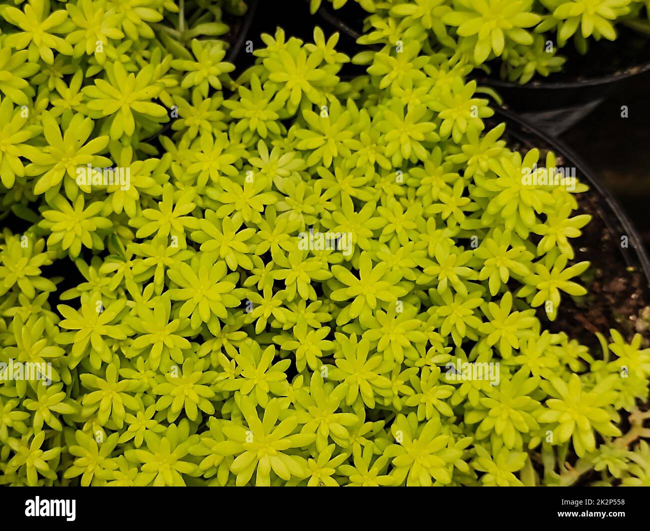 Minuscule foliage texture of Sedum succulent (Sedum Japonicum Tokyo Sun). Stock Photo