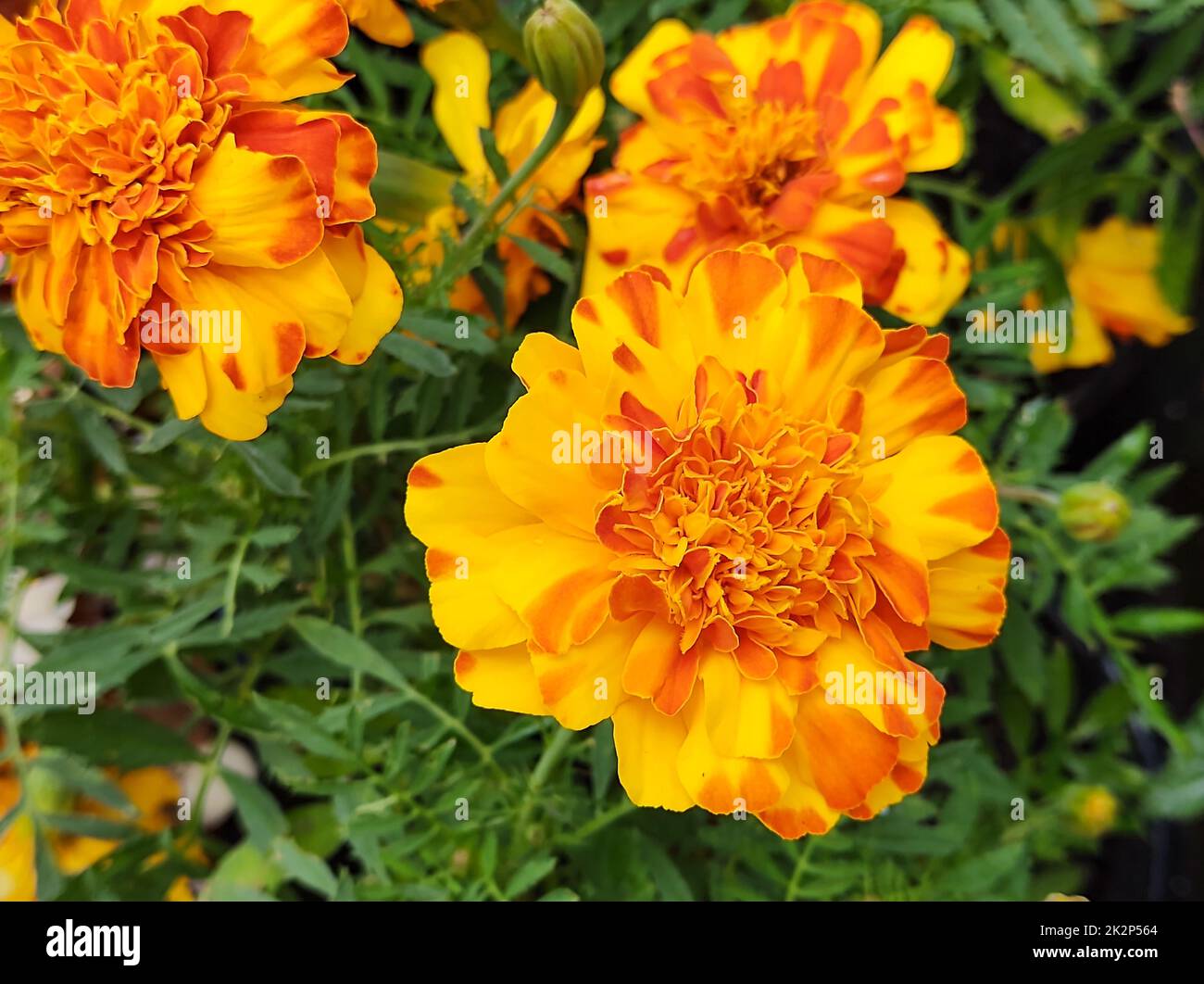 Flowers and leaves of the yellow orange tagete (Marigold) or yellow carnation flower. Stock Photo