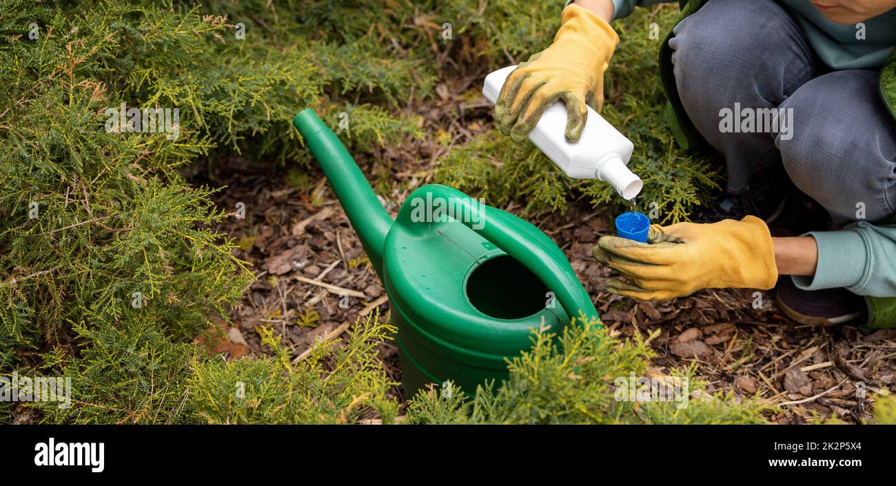 woman pours liquid mineral fertilizer in watering can for garden conifer plants. copy space Stock Photo