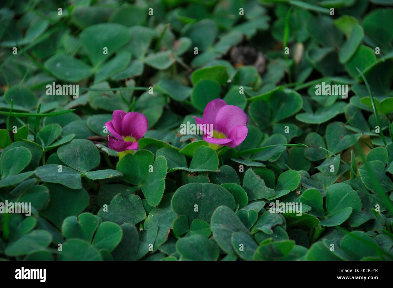 Oxalis purpurea on a lawn in Porto Stock Photo