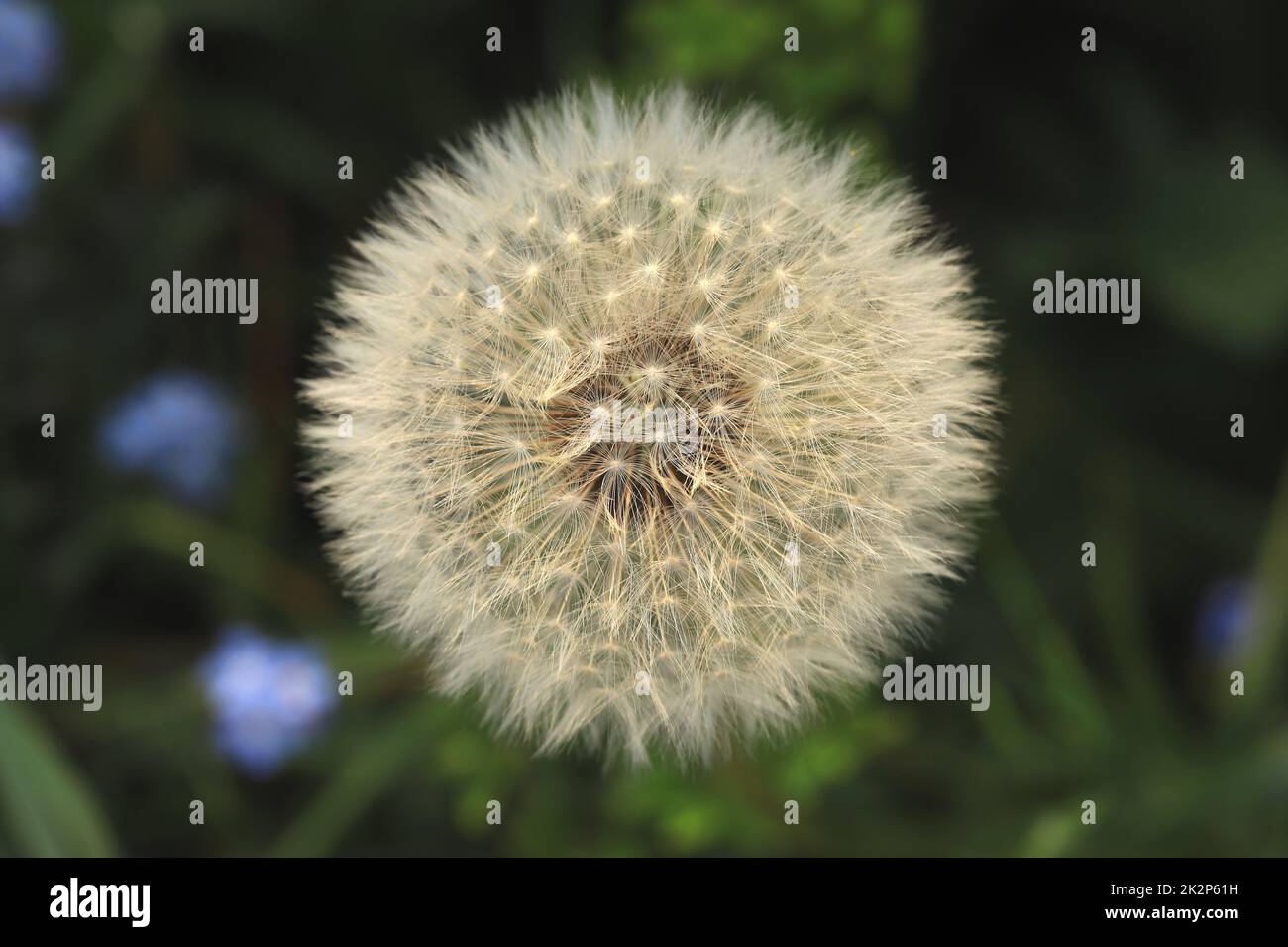 Dandelion seedhead Stock Photo